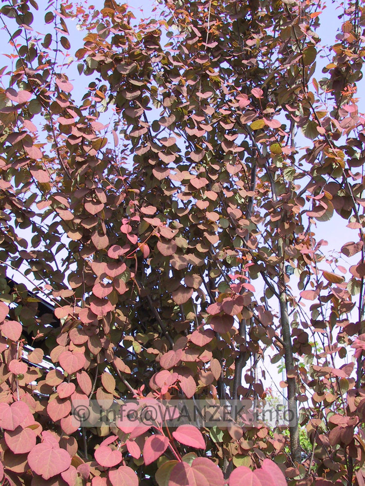 Cercidiphyllum japonicum - Austrieb 2.JPG